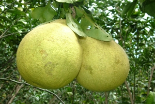 Protection of the geographical indication “Binh Minh” for the Nam Roi pomelo